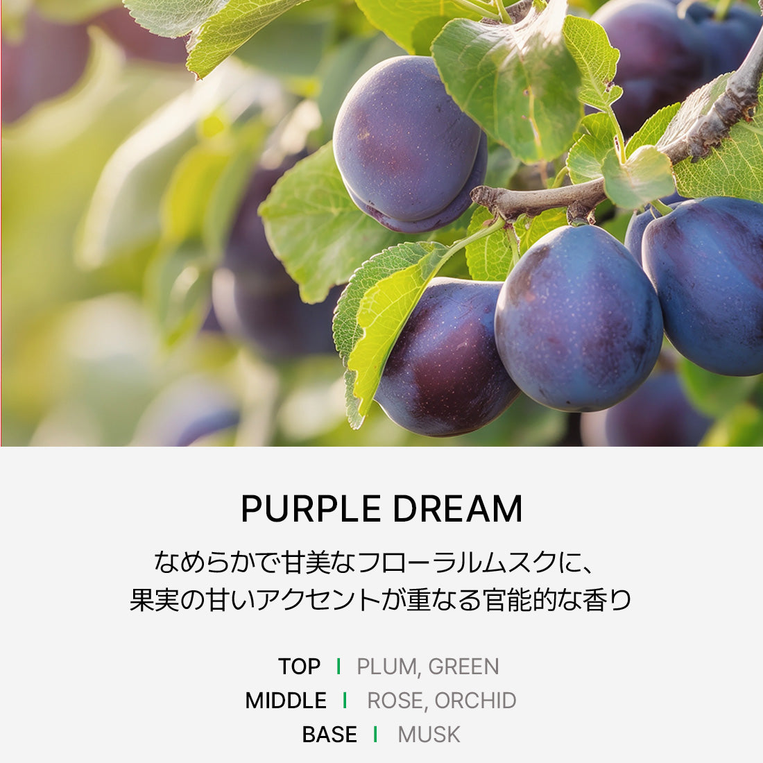 プロテインバームB 100ml (NEW)